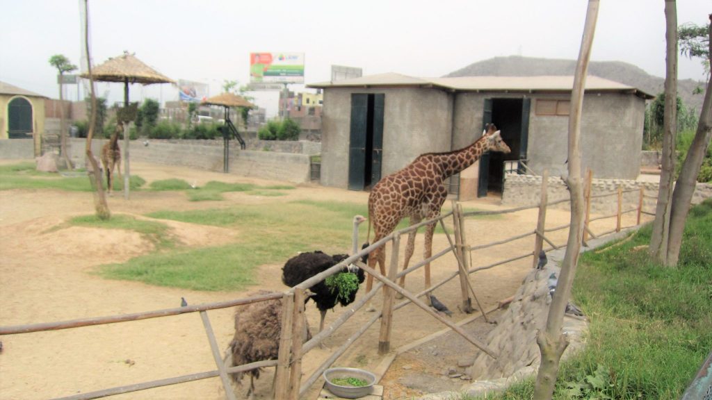 ペルー、観光スポット、動物園