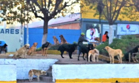 ペルー、野犬、野良犬、狂犬病