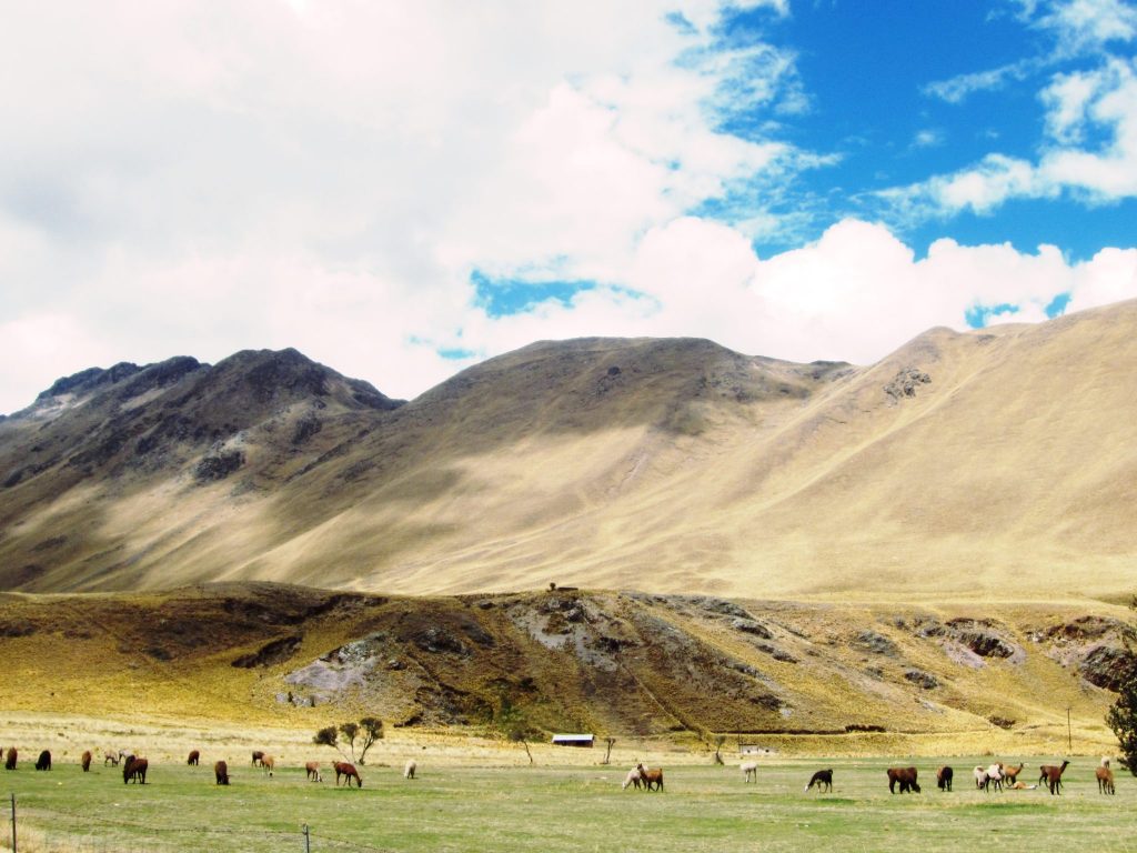 ペルー、クスコ、観光スポット、温泉、アルパカ