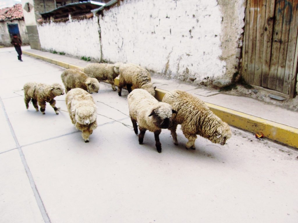 ペルー、アンデス、動物、羊