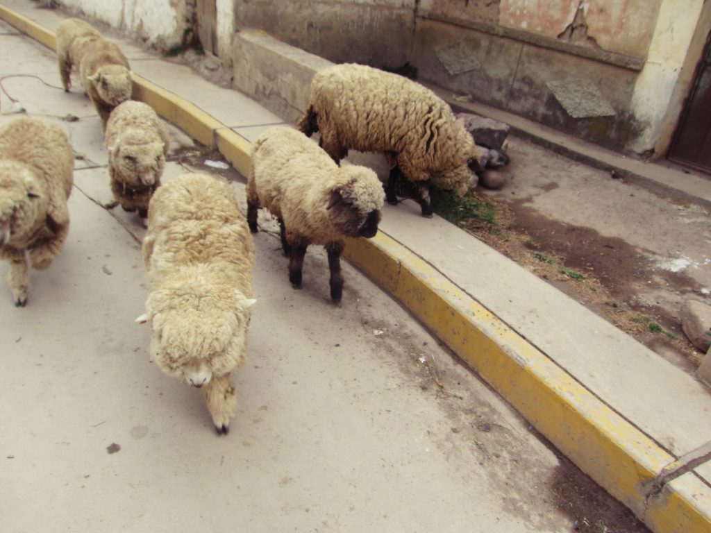 ペルー、アンデス、動物、羊