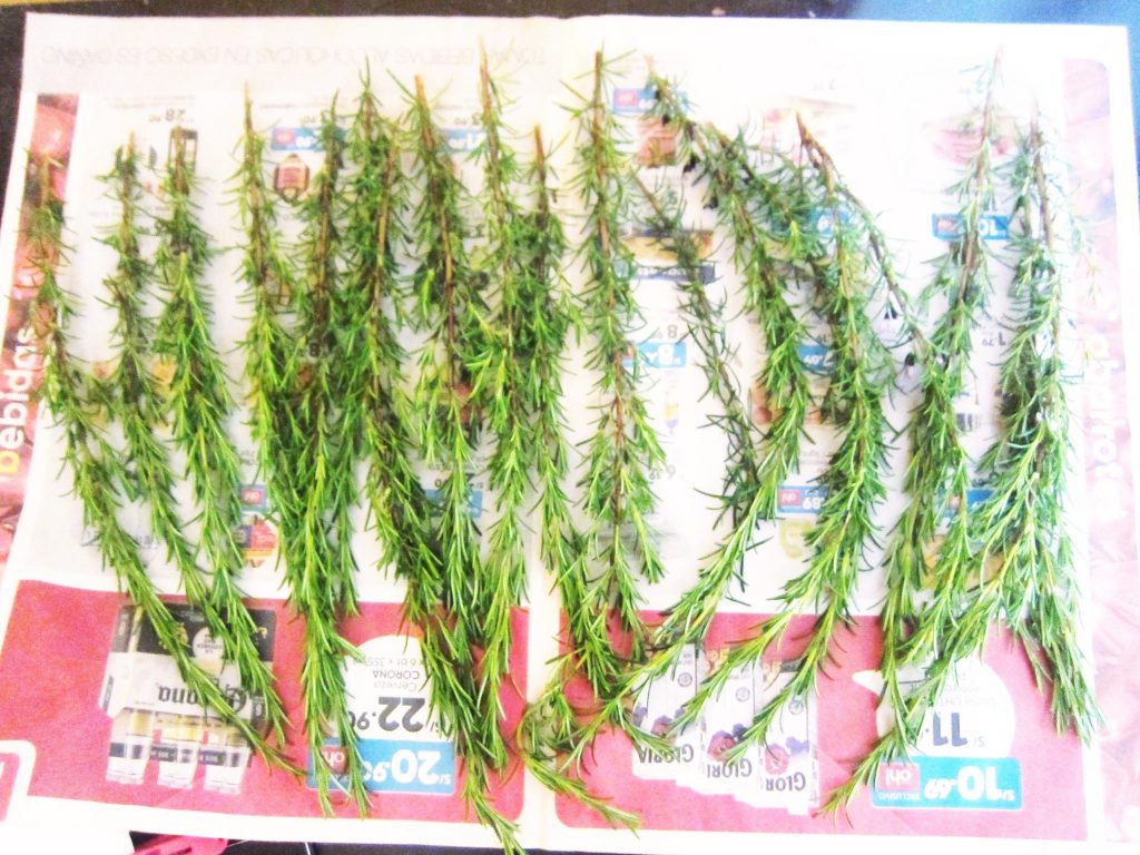 Rosemary、ペルー、薬草、スパイス、ローズマリー