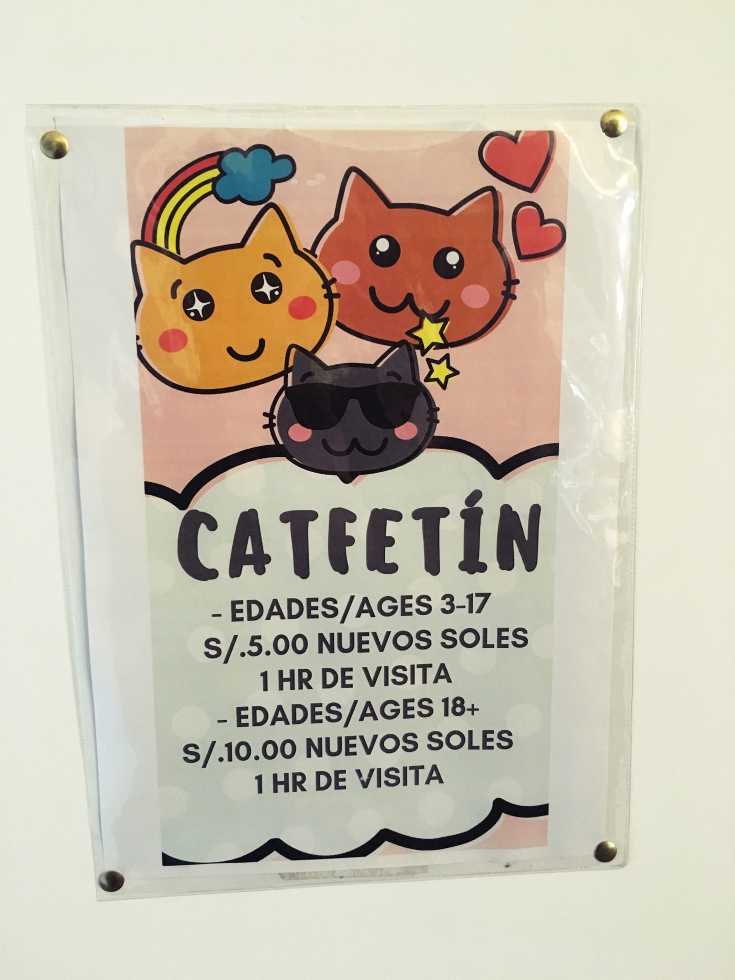 Cat, Cafe, Cafeteria, Cafetin, ペルー, クスコ, ねこ, カフェ