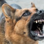 ペルーの野良犬を撃退するペルー人の5つの方法と噛まれた時の衝撃的な対処方法！