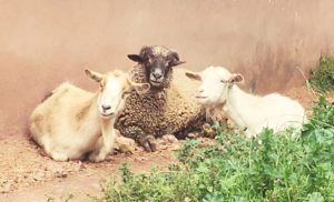 ペルー, アンデス, 動物, 羊, ヤギ