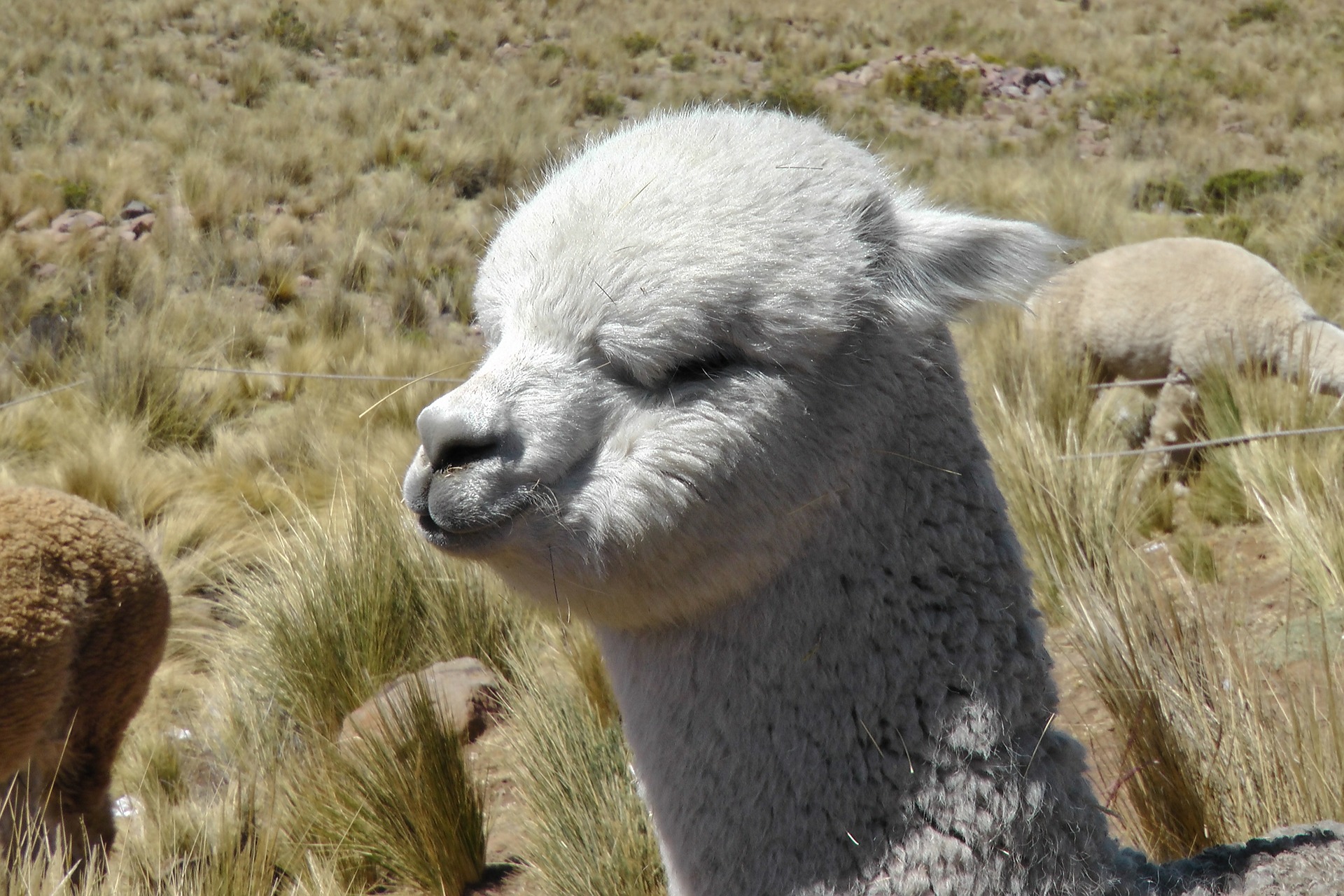 ペルー, アルパカ, Alpaca