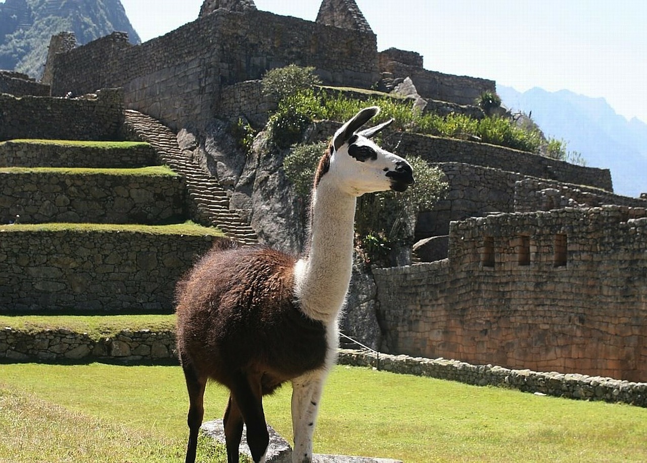 ペルー, リャマ, Llama